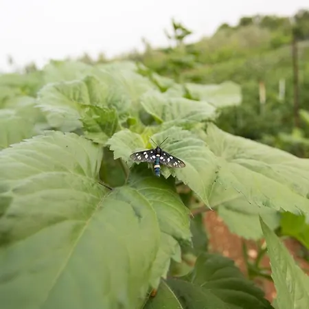 Danica Appartamento *